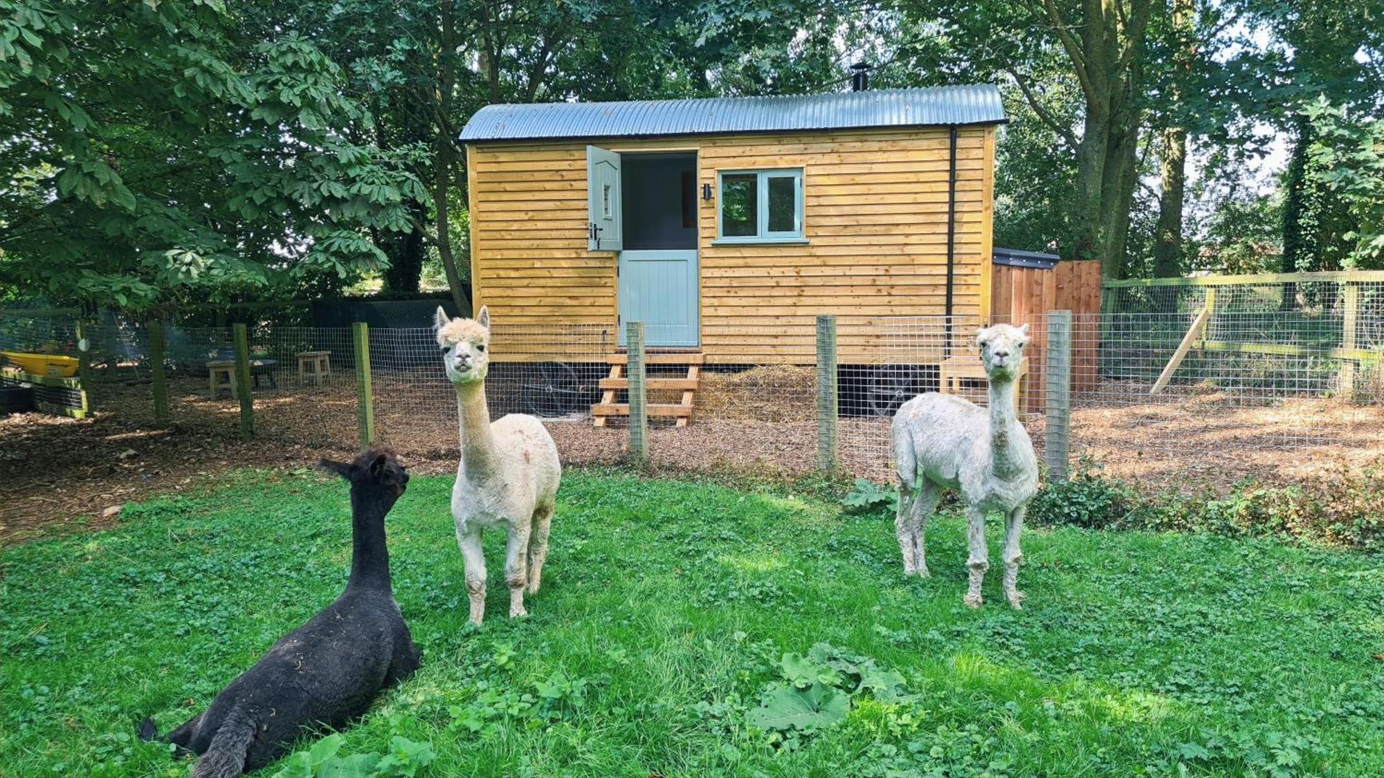 Готель Horsley Hale Farm Glamping Ілі Екстер'єр фото